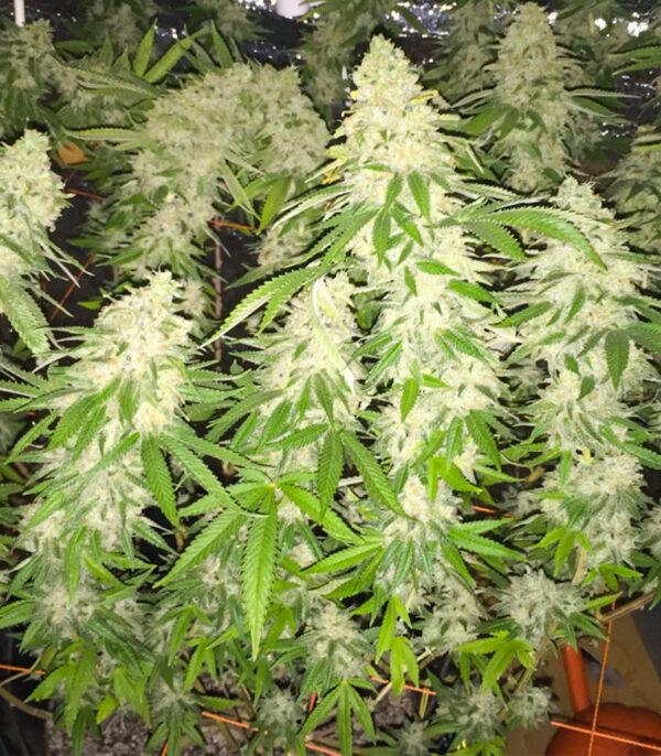 Семена сорта Gorilla Glue #4 fem (Cali Buds Seeds) — изображение 3