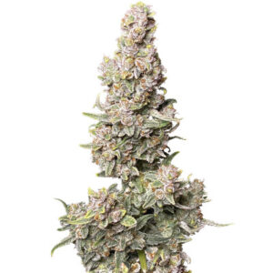 Gorilla Punch Auto fem (FastBuds) семена конопли