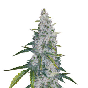 Auto White Widow fem (Dutch Passion) семена конопли