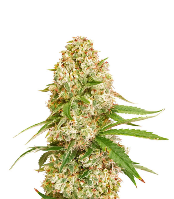 Семена сорта Gorilla Glue #4 fem (Cali Buds Seeds)
