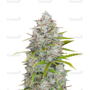 Семена сорта Stardawg auto (FastBuds)