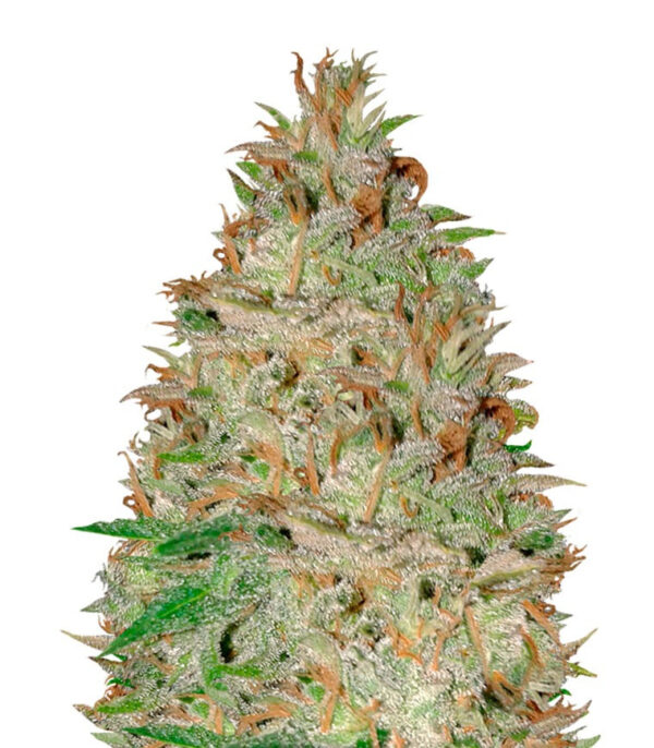 Семена сорта Chocolate Orange Auto fem (Dr. Krippling Seeds)