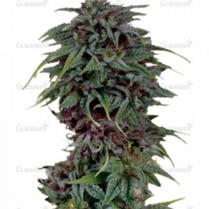 Durban Poison regular (Dutch Passion)