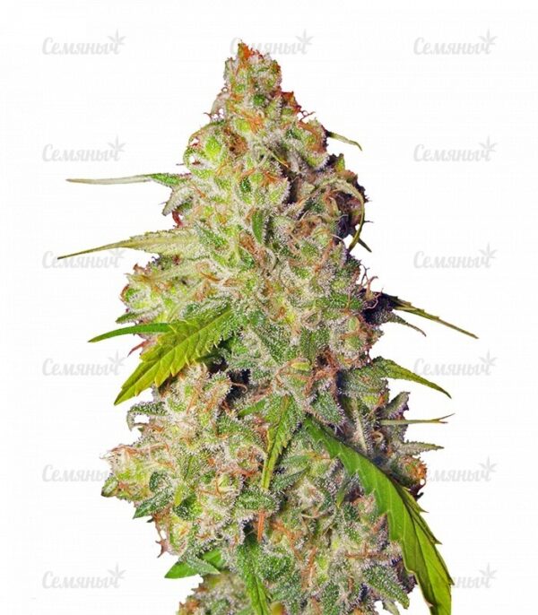 Durban Poison regular (Dutch Passion) — изображение 4
