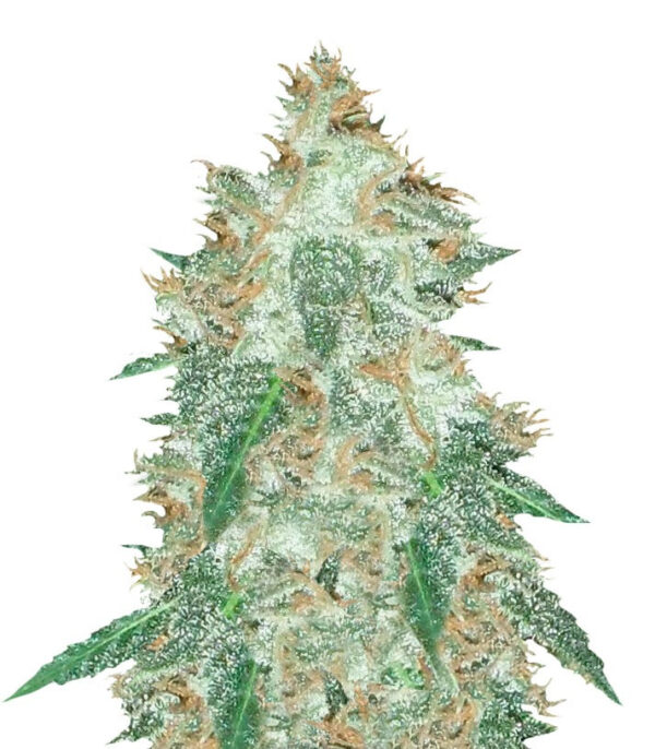 Семена сорта Jumping Black Dash Auto fem (Dr. Krippling Seeds)