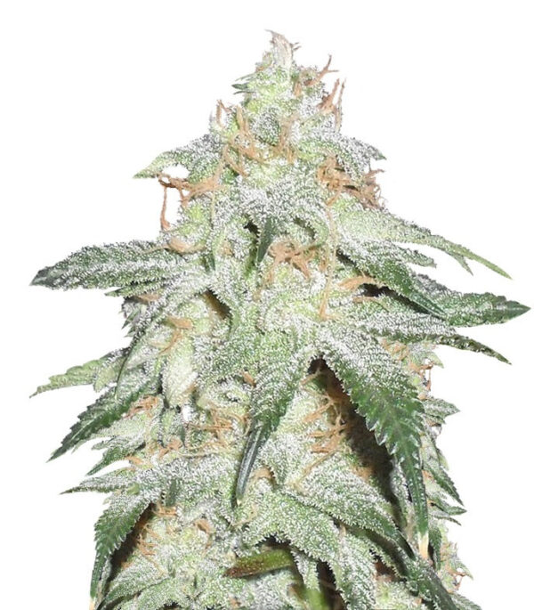 Семена сорта Pickled Diesel Auto fem (Dr. Krippling Seeds)