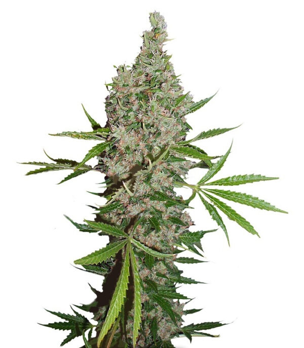 Семена сорта White Widow x The Ultimate regular (Dutch Passion)