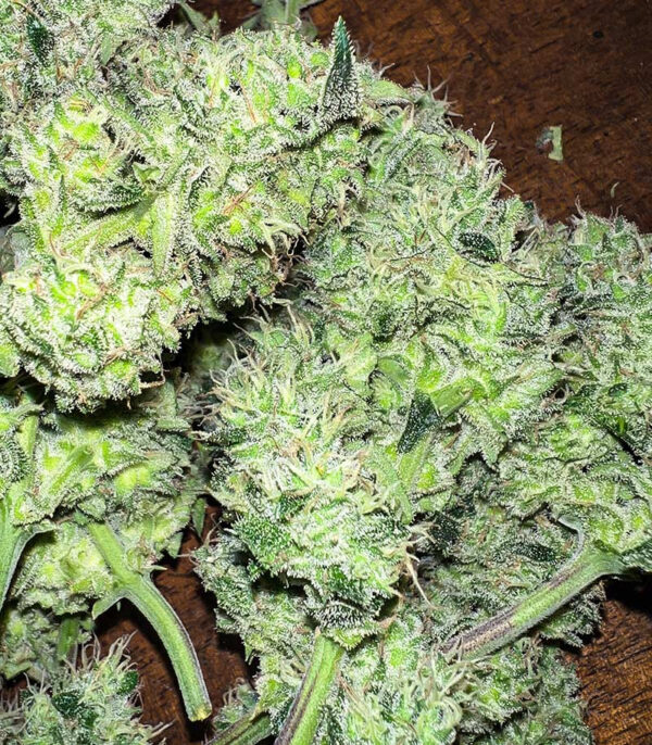 Tropicana Cookies Auto fem — изображение 3
